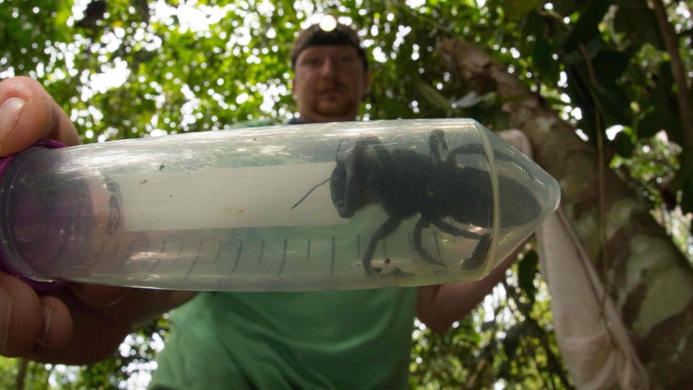 Insektenforscher Eli Wyman zeigt die Wallace-Riesenbiene (Megachile pluto) auf den Indonesischen Inseln.