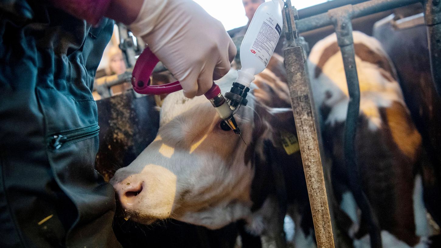 Eine Veterinärin impft beim Auftakt einer Impfaktion ein Rind gegen die Blauzungenkrankheit.
