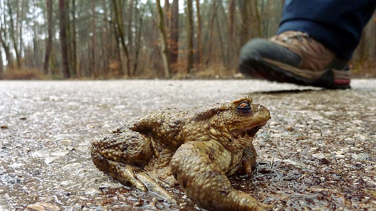Menschlich gebaute Hindernisse wie Straßen oder gerodete Waldflächen stellen die größte Gefahrenquelle für Amphibien dar.