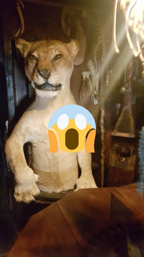 Nicht der Absinth ist schuld im Victor Wynd-Museum: Der ausgestopfte Löwe ist echt und wacht über die Bar-Besucher.