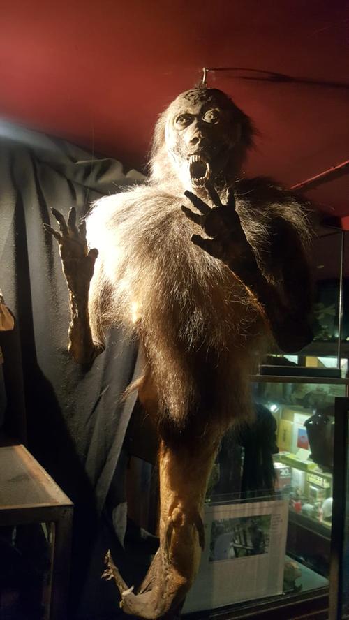 Das ist nicht die Geisterbahn, das ist ein gruseliges Affentier im Untergeschoss des originellen Museums. Direktor Wynd ist ein großer Sammler, aber er verkauft alles, was seine Gäste mitnehmen möchten.
