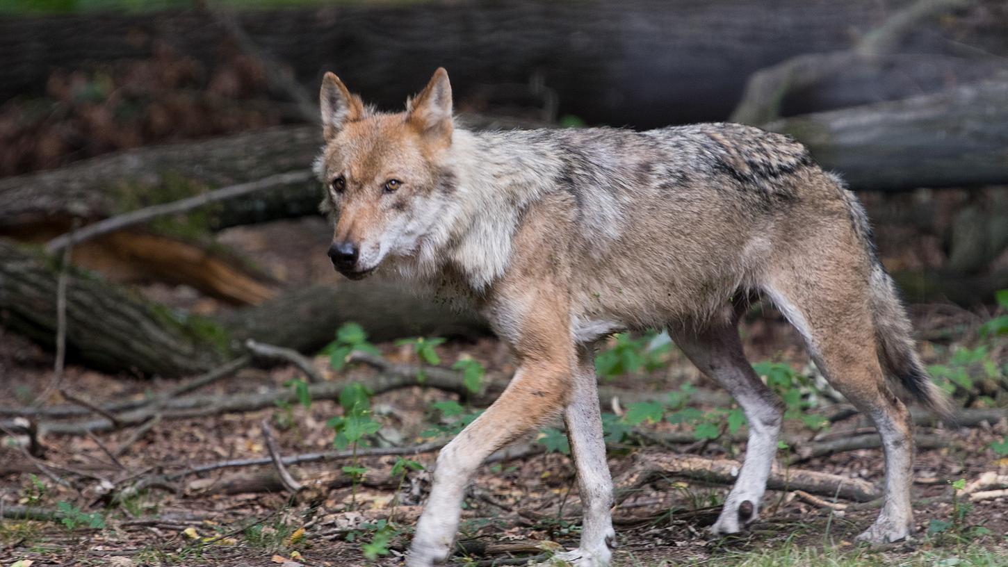 Ob der Wolf im Landkreis Traunstein bleibt, ist offen. Er könne auch auf der Durchwanderung sein.