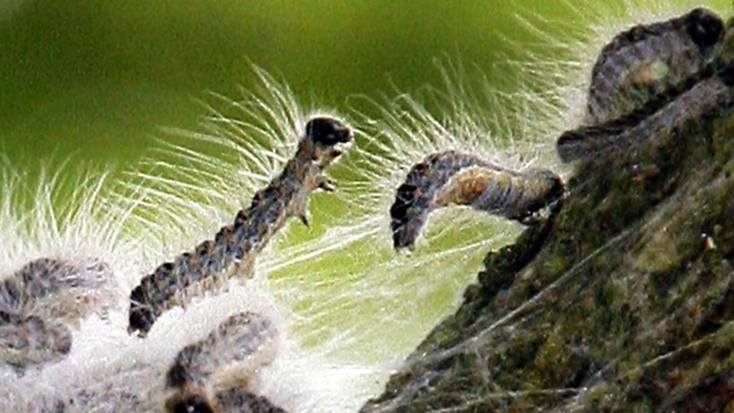 Gefährliche Raupen: Roßtal denkt über Baumschutz nach