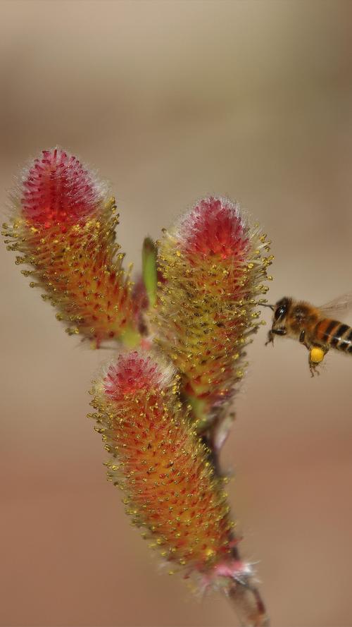 Gleich zwei Frühlingsboten auf einem Bild: Eine Biene kann dem Weidenkätzchen nicht widerstehen.