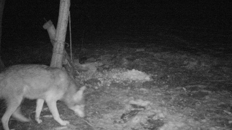 Im östlichen Landkreis Neustadt an der Waldnaab ist ein Wolf am Dienstag von einer Wildtierkamera fotografiert worden.