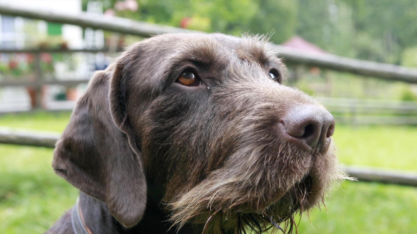 Über Wildschweine überträgt sich derzeit eine sehr ansteckende Krankheit auf Katzen und Hunde. (Symbolbild) Über Wildschweine überträgt sich derzeit eine sehr ansteckende Krankheit auf Katzen und Hunde. (Symbolbild)