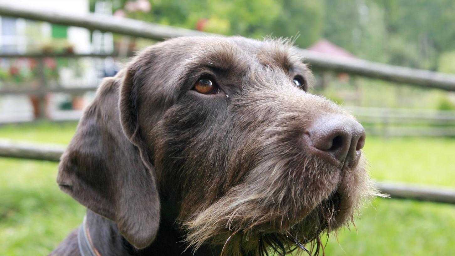 Ein Jagdhund der Rasse Deutsch Drahthaar hat in Bremen am Donnerstag eine 89-Jährige in ihrer Wohnung totgebissen.