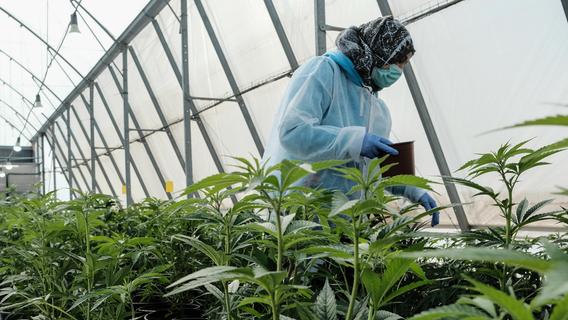 Cannabis-Revolution im Knoblauchsland: Warum Nürnbergs Landwirte vielleicht bald Gras ernten