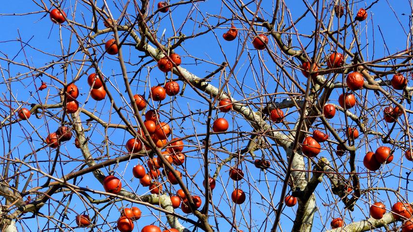 Ein bisschen zu üppig voll für diese Jahreszeit hängt dieser Apfelbaum im Frankenjura. Die Früchte sind noch aus dem vergangenen Jahr und man darf gespannt sein, ob sie sich auch dann noch so hartnäckig halten, wenn die neuen Blüten und Früchte nachkommen.