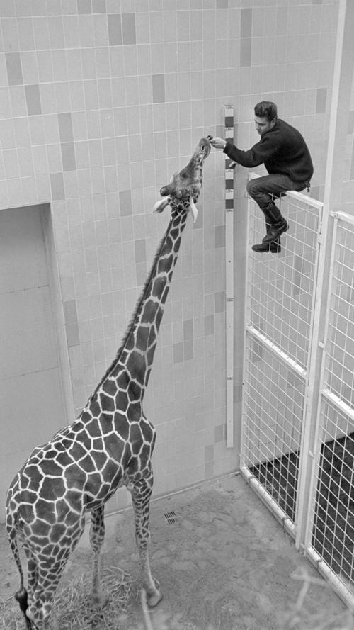 Fast schon berühmt wurde Gerardi dagegen wegen der teils extremen Draufsichten. Ihre männlichen Kollegen in der Redaktion stöhnten unter der regelmäßigen Anweisung der resoluten Bildjournalistin, ihr die Leiter etwa auf den Turm der Lorenzkirche zu schleppen. - Mit welcher Aufstiegshilfe sie 1967 bei der Inventur im Nürnberger Tiergarten die Höhe des Giraffen-Käfigs getoppt hat, ist nicht bekannt, aber schwindelfrei musste man in ihrem Beruf unbedingt sein.