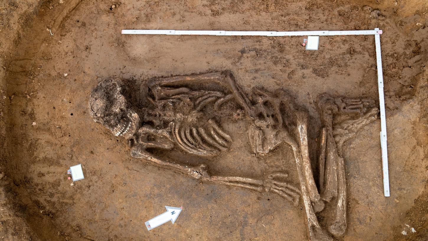 Das 6500 Jahre alte Skelett - dem die Archäologen den Spitznamen "Fred" gegeben haben - wurde während Bauarbeiten einer neuen Kelteranlage der Winzer Genossenschaft im Acker gefunden.