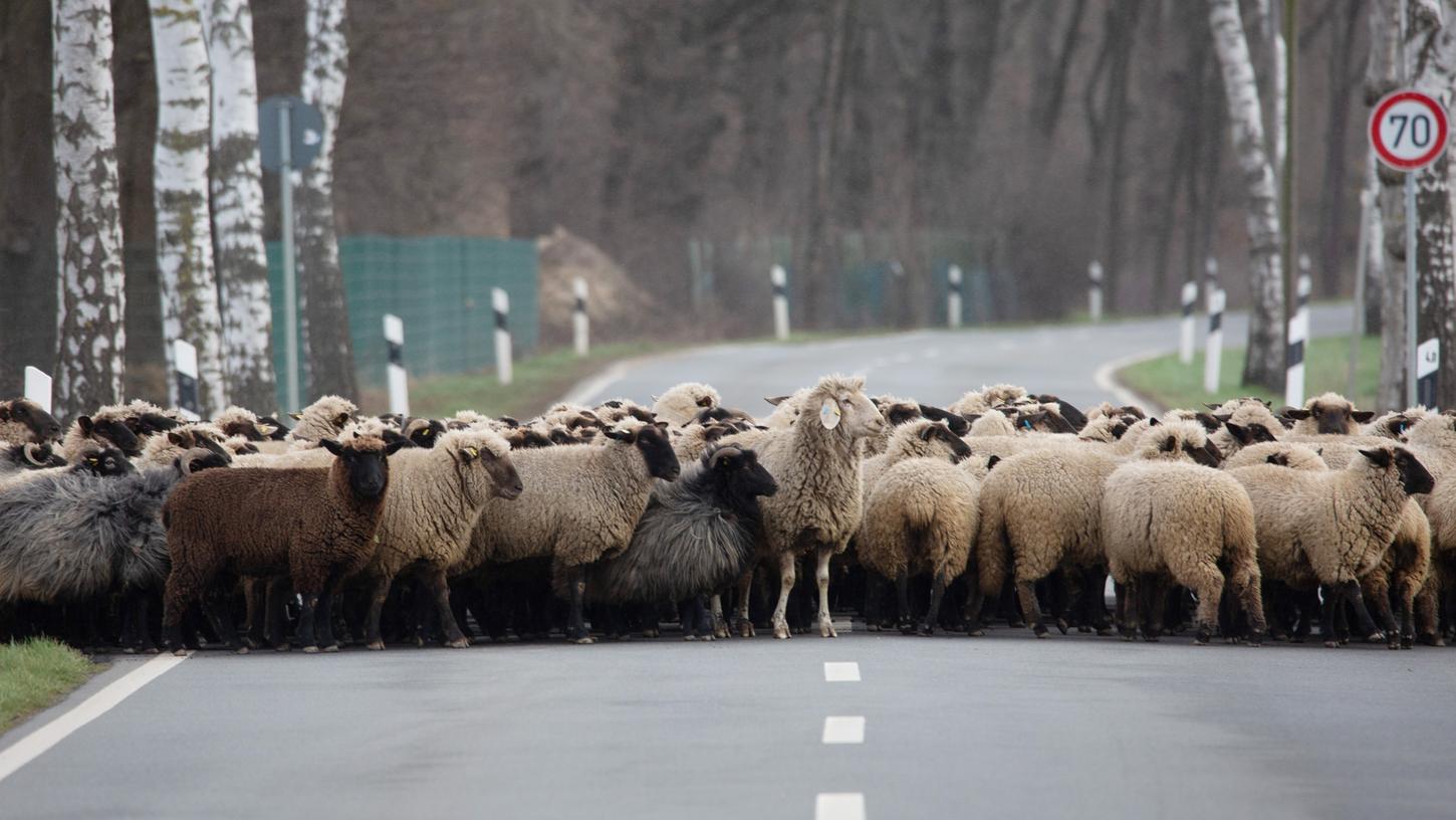 Bissige Schafe griffen eine Frau in Niedersachsen an.