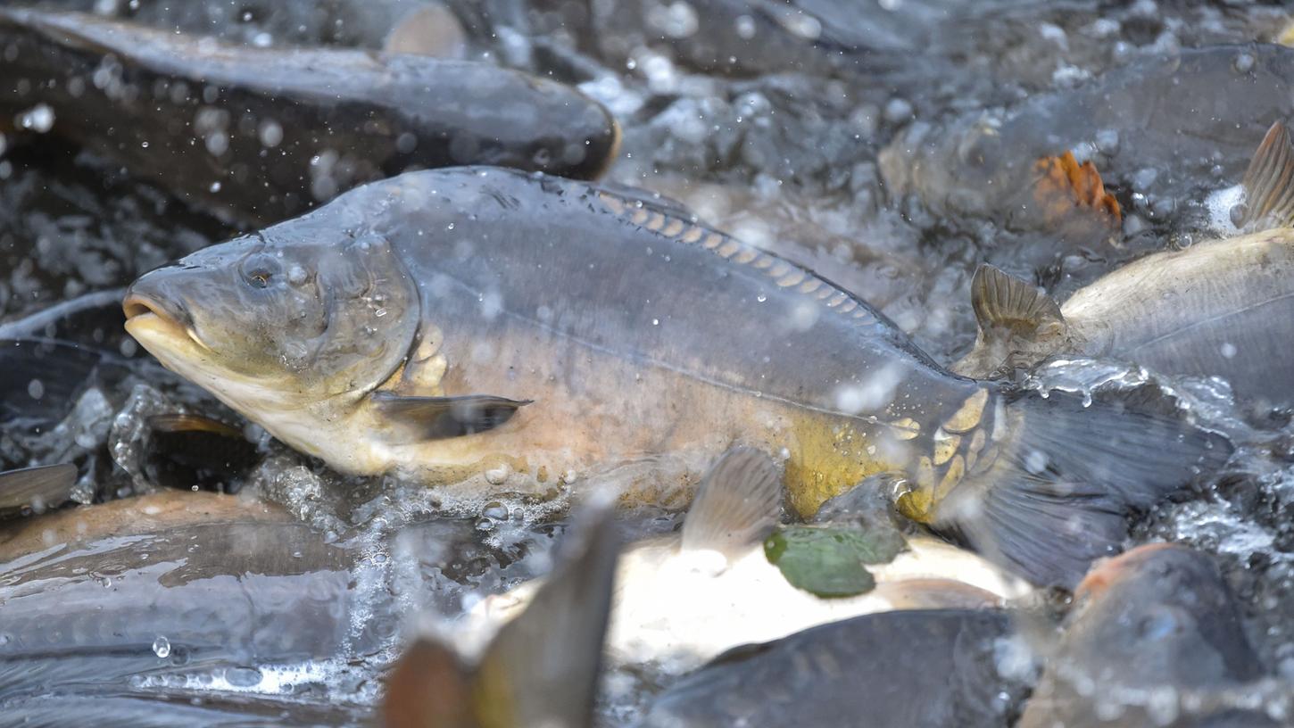 Immer mehr heimische Fischarten im Freistaat sind stark gefährdet.