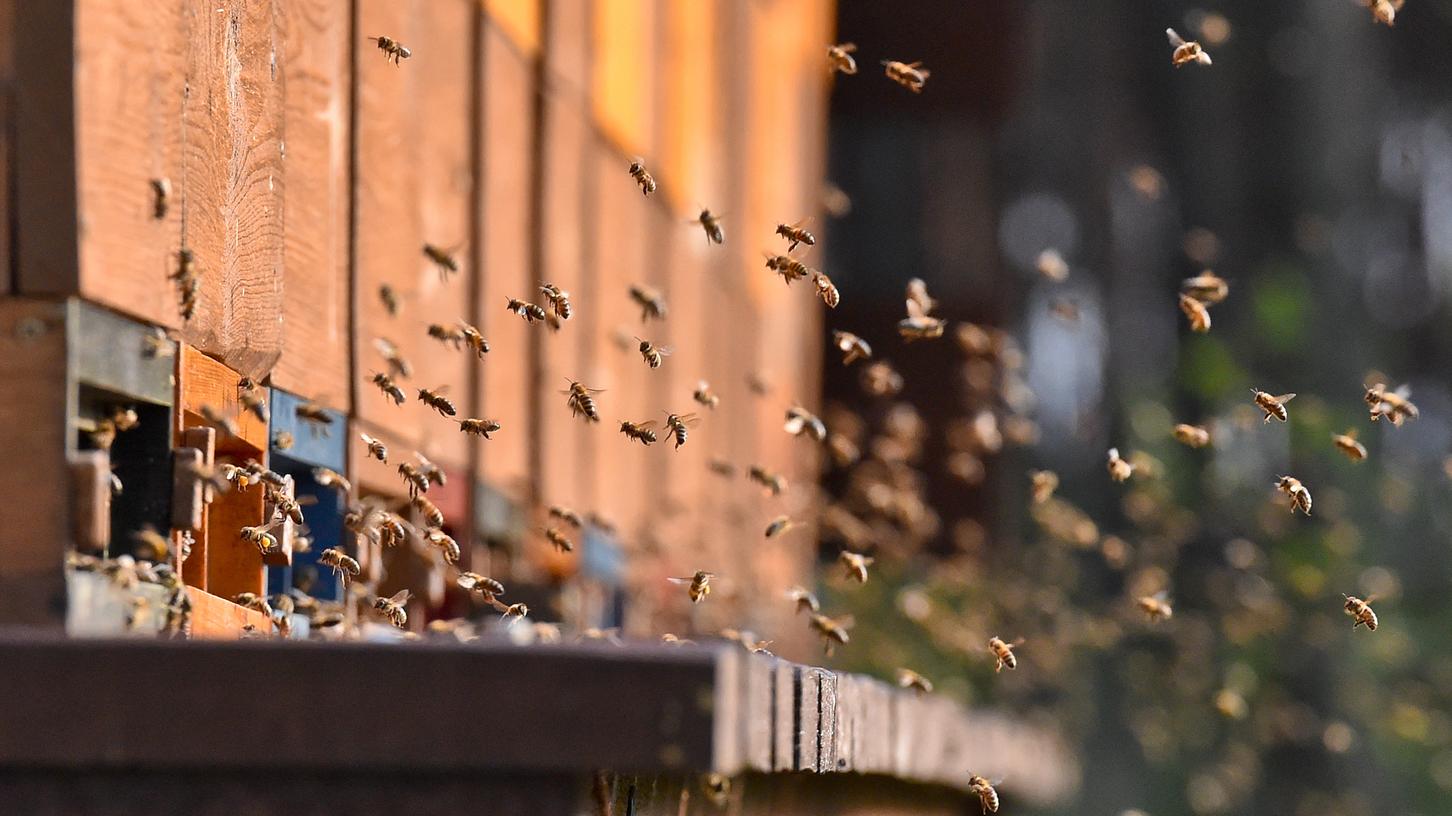 Jedes sechste Bienenvolk in Bayern hat den Winter nicht überlebt. Schuld daran ist eine Milbe. Jedes sechste Bienenvolk in Bayern hat den Winter nicht überlebt. Schuld daran ist eine Milbe.