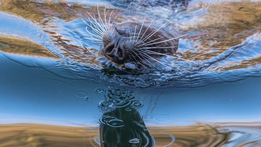 Da muss man zweimal hinschauen: Ein rückenschwimmender Seehund mit Wasserspiegelung.