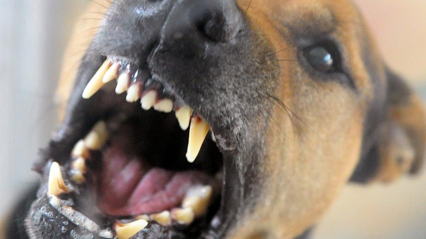 Ein nicht-angeleinter Hund hat am Freitag einen Fußgänger gebissen. (Symbolbild) Ein nicht-angeleinter Hund hat am Freitag einen Fußgänger gebissen. (Symbolbild)