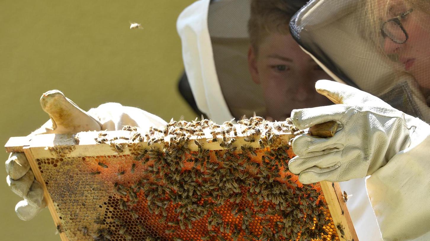 Gegen Bienensterben: Fachleute entwickeln Smartphone-App