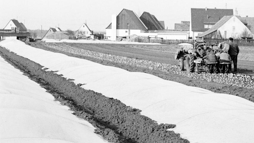 Pflanzzeit im Knoblauchsland: mit Maschinenhilfe (unser Bild) oder mit der Hand kommen Salat und Kohlrabi auf den Acker und werden anschließend abgedeckt.Hier geht es zum Artikel vom 13. März 1969: "Gemüse und Folien"