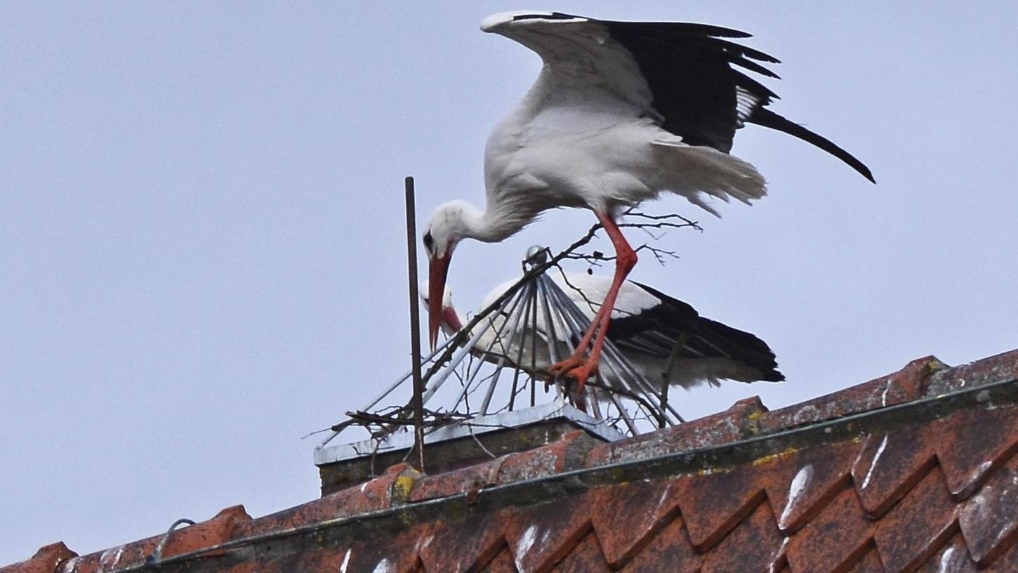Storchenglück: Nest auf Rathaus darf bleiben