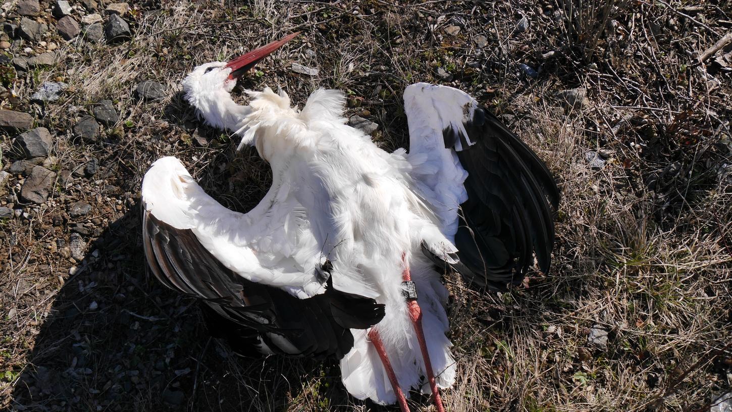 Toter Storch in Markt Berolzheim