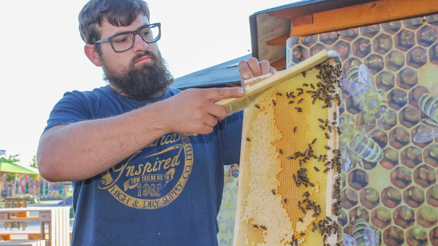 Sparprogramm korrigiert: Mehr Mittel für Bienen-Forscher