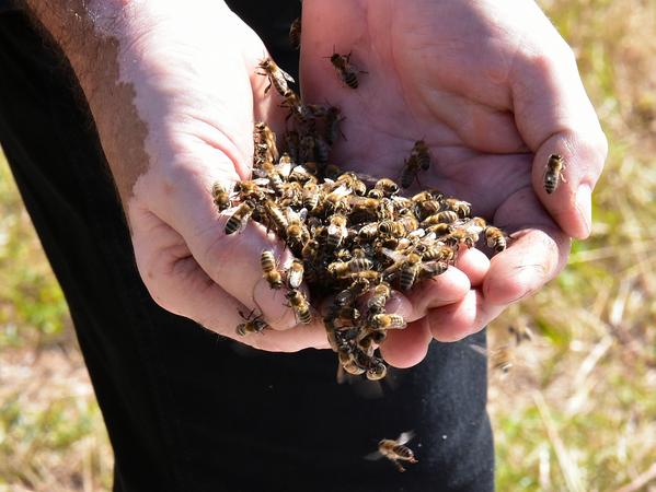 Sparprogramm korrigiert: Mehr Mittel für Bienen-Forscher