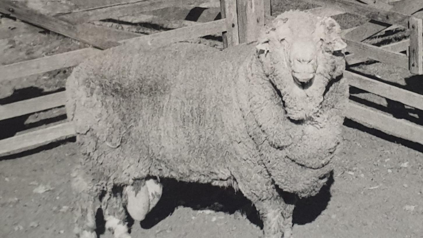 Nach 50 Jahren: Älteste Spermien der Welt schwängern Schafe