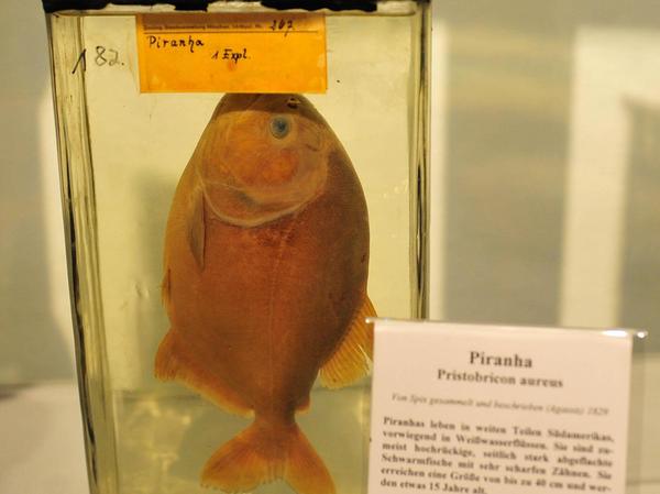 Unter den 800 Tierexponaten, die Spix aus Brasilien mitbrachte, sind auch Fische wie hier ein Piranha.