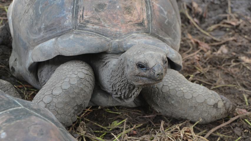 Die letzten freilebenden Aldabra Riesenschildkröten haben auf Mauritius einen sicheren Lebensraum gefunden.