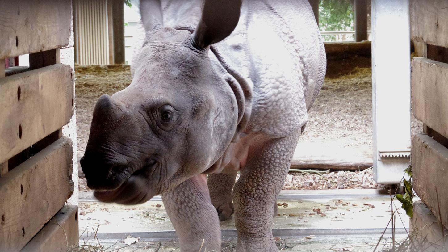 Nashorn Sanjay hat den Tiergarten Nürnberg verlassen Nashorn Sanjay hat den Tiergarten Nürnberg verlassen