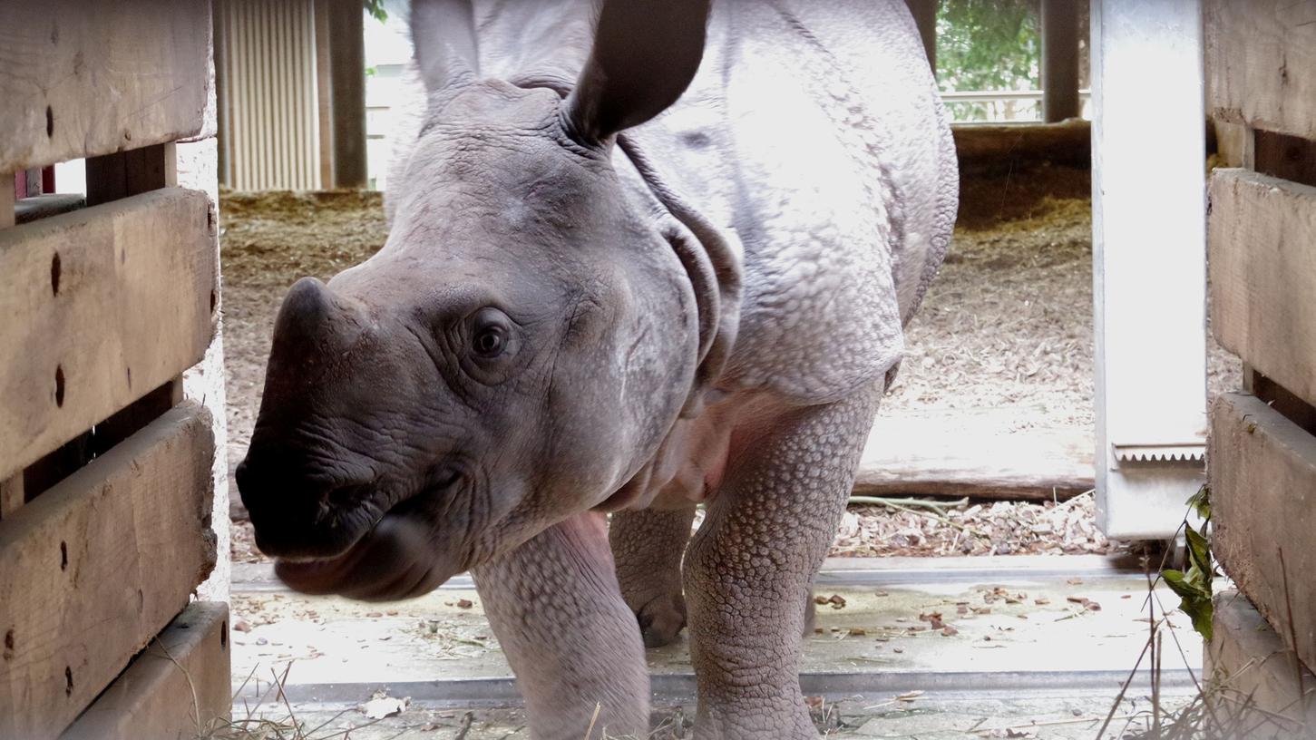 Nashorn Sanjay hat den Tiergarten Nürnberg verlassen