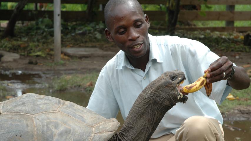 Aldabra-Schildkröten haben fast immer Hunger und eine Vorliebe für Bananen.