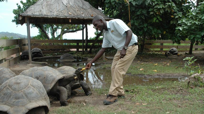 Auf dem Hotelgelände leben auch elf Riesenschildkröten. Elvis Ogony versorgt die Tiere.