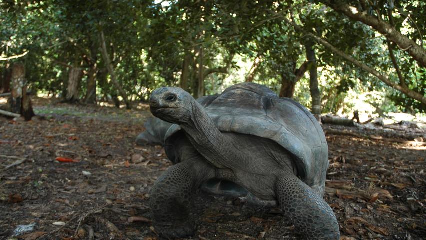 Aber über 300 Aldabra-Riesenschildkröten, die sich hier frei auf der Insel bewegen.