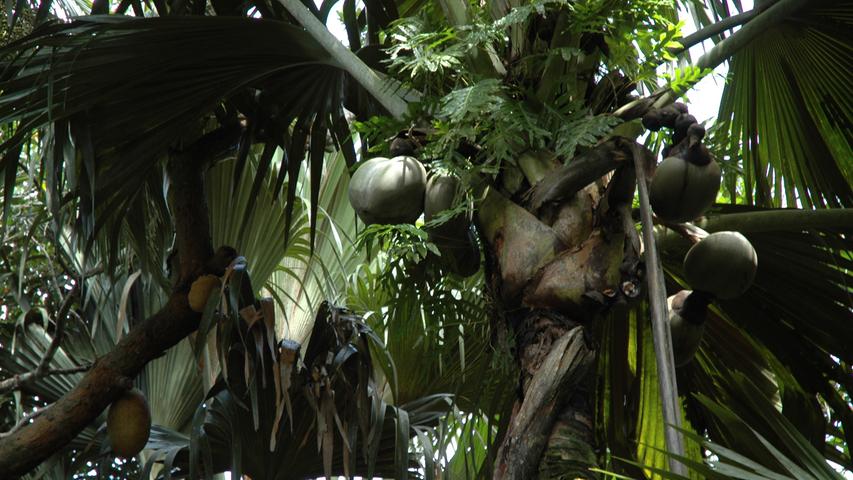 Auf der Insel Praslin gibt es im Nationalpark "Vallée de Mai" die einzigartige Coco-de-Mer-Palme. Sie produziert die größte Nuss der Welt.