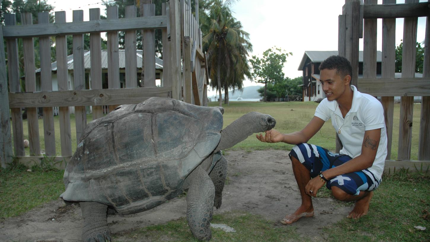 Dieses Schildkrötenmännchen lässt sich nur allzu gerne von Touristenführer Brandon Laruex kraulen.