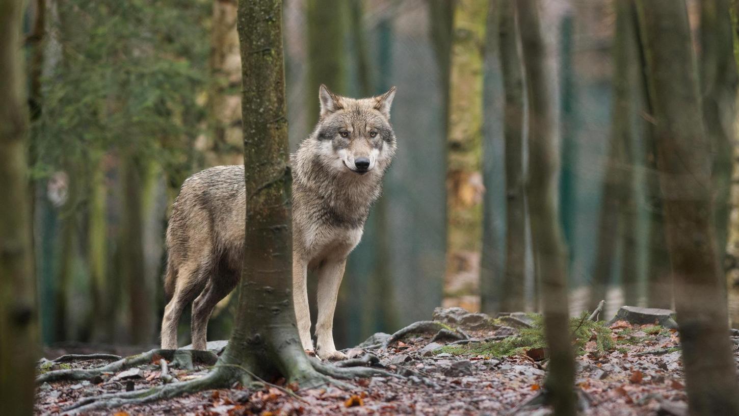 Rund um Erlangen könnten weitere Wölfe unterwegs sein