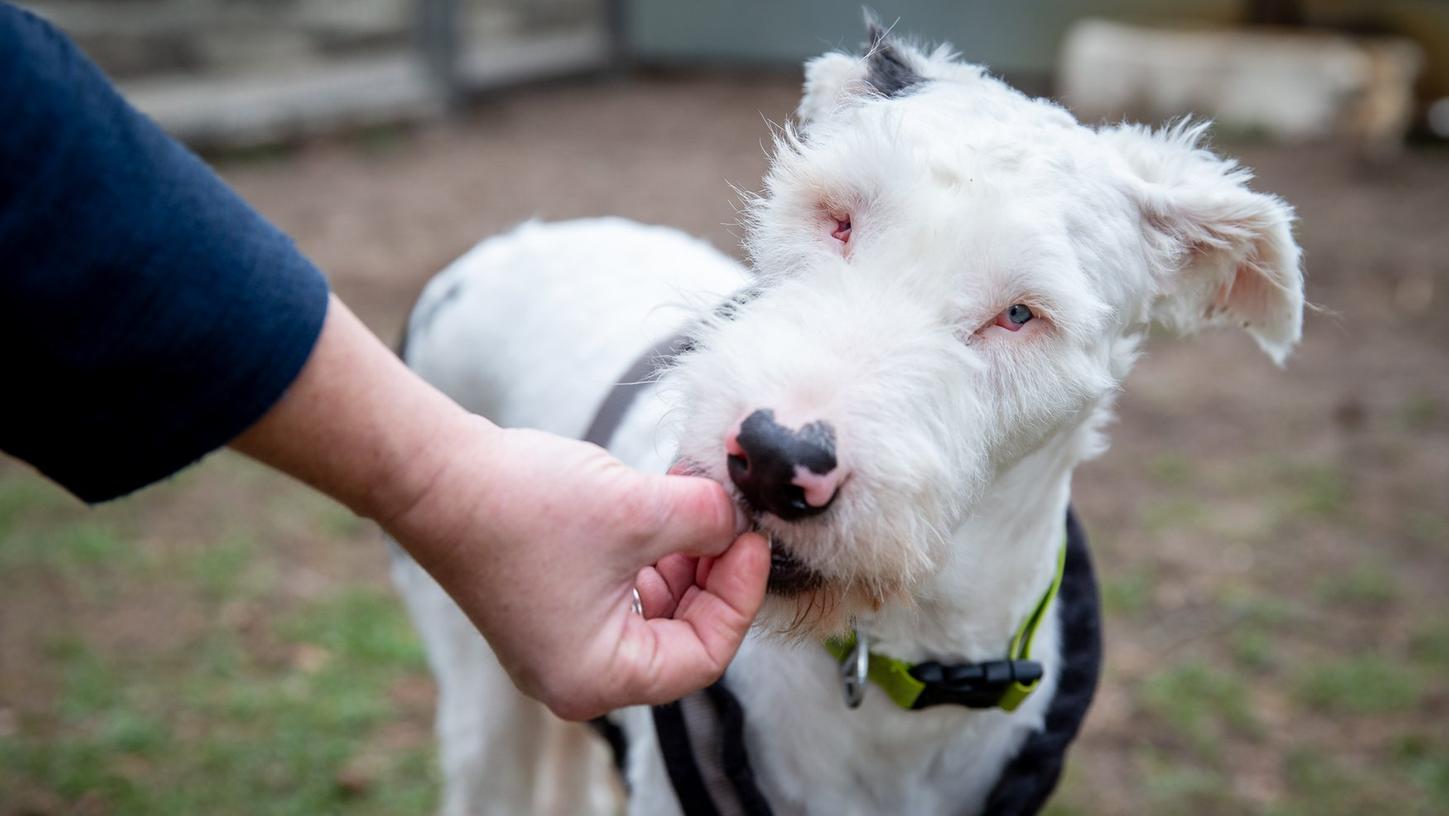 "Flo" hatte bisher wenig Glück in seinem Hundeleben: Seit Februar ist der Australien Shepherd Mix nun wieder im Tierheim und wartet vergeblich auf ein neues Zuhause.