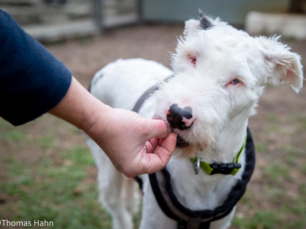 tauber und blinder hund flo immer noch im tierheim nurnberg nordbayern de