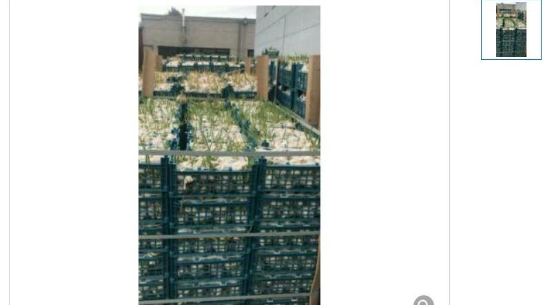 Ein Kölner Lebensmittelhändler versucht derzeit, 15 Tonnen Knoblauch loszuwerden.