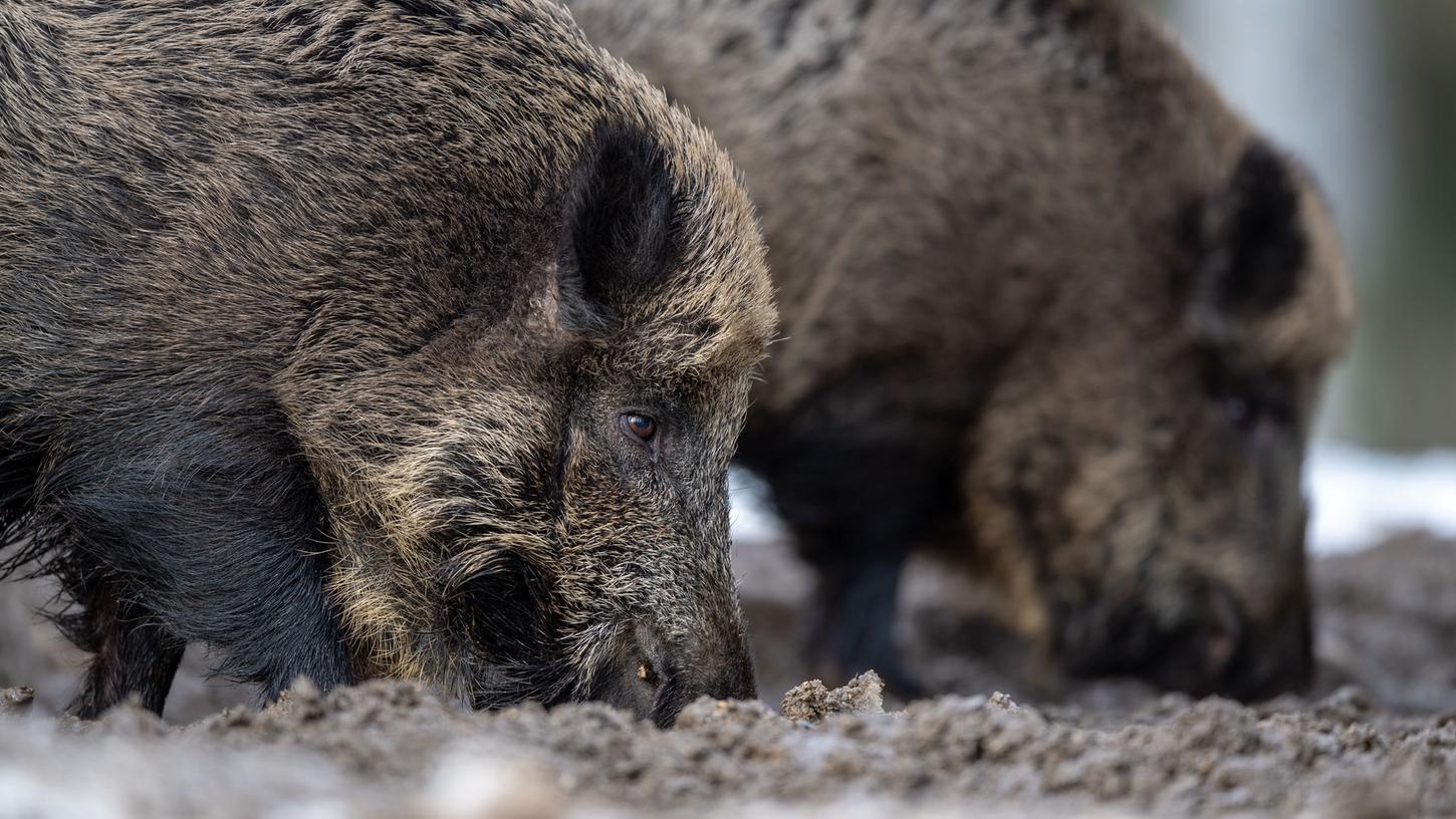 Problemfall Wildschwein: Die große Wildschwein-Population in Bayern macht den Landwirten zu schaffen.
