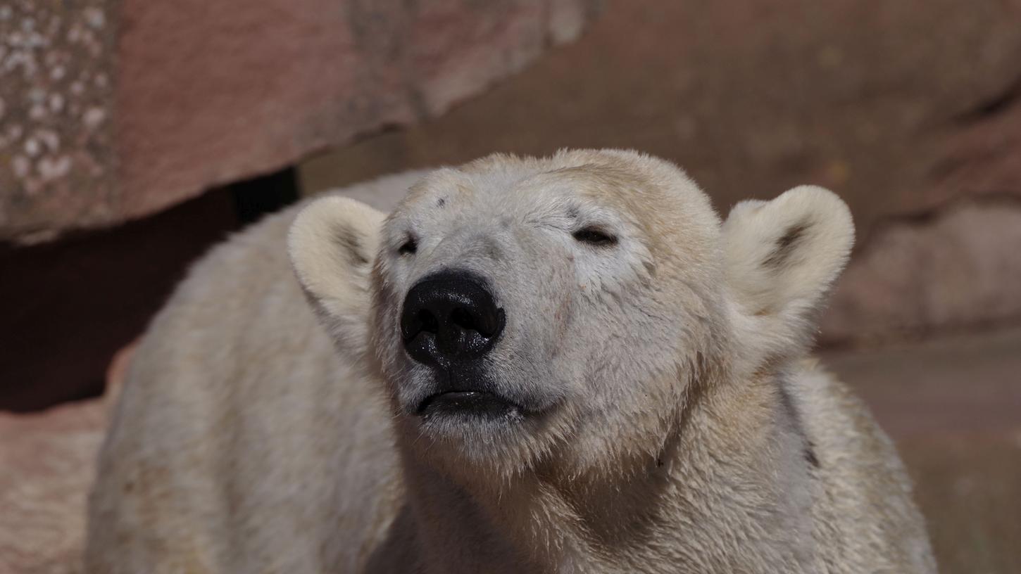 Die in Nürnberg geborene Eisbärendame Charlotte lebt jetzt in Hannover.