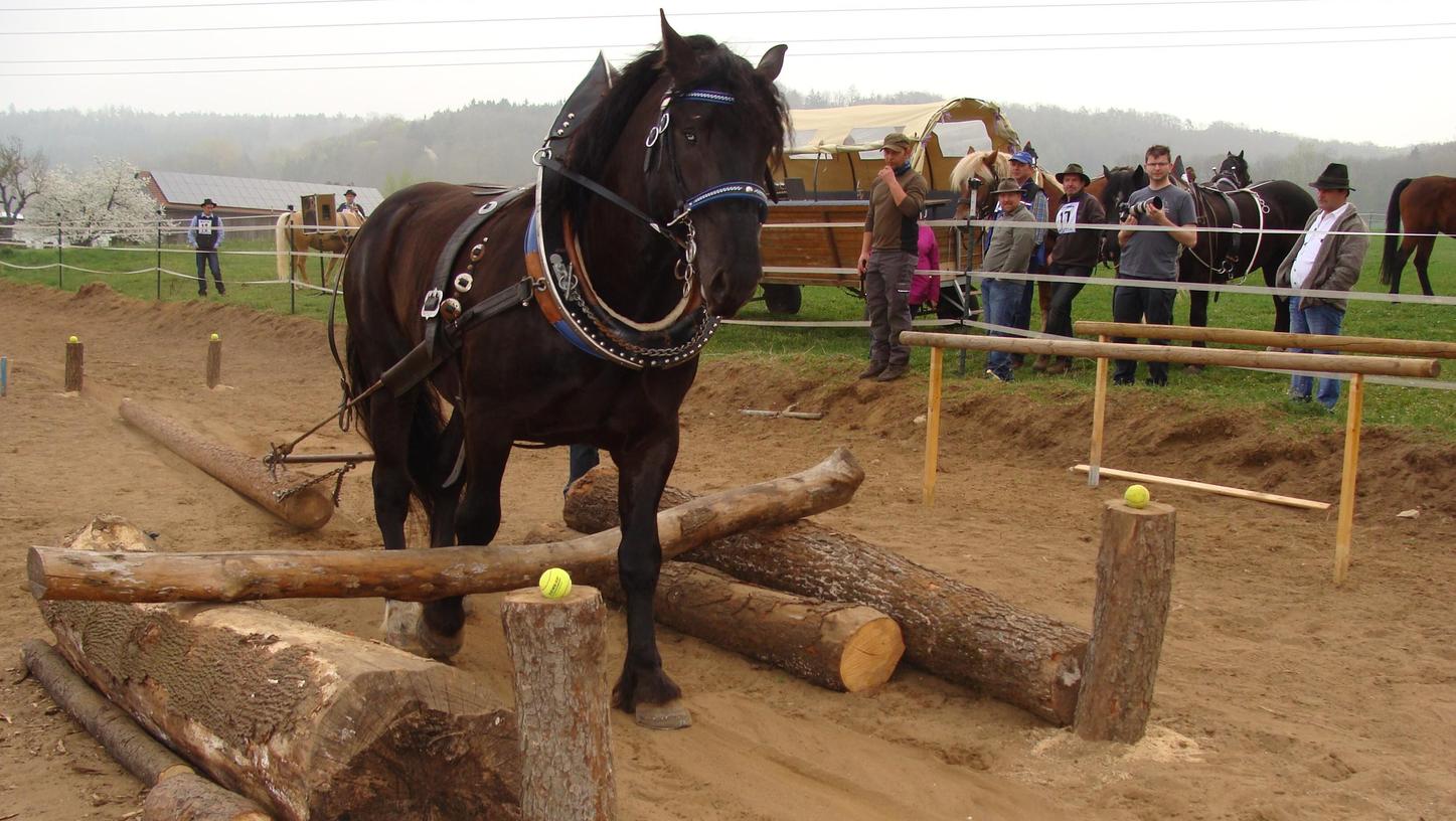 Holzrückewettbewerb mit Pferdestärken