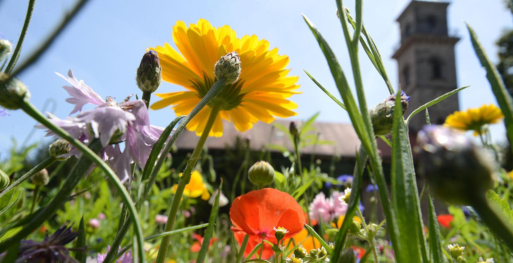 Mehr Unkraut Wagen Insekten Fliegen Auf Wildpflanzen Furth Nordbayern De