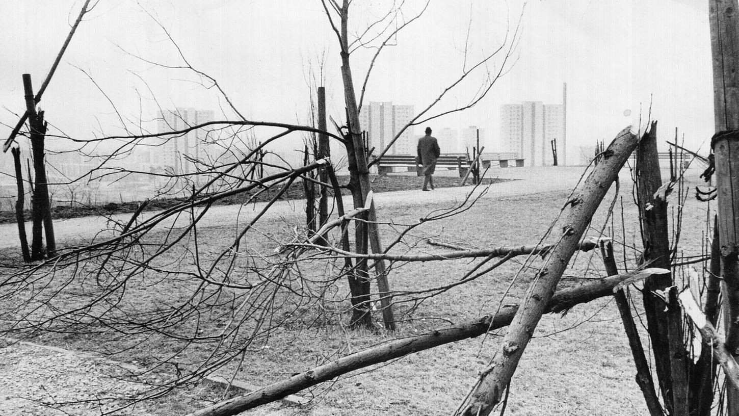 30. März 1969: Junge Bäume geknickt
