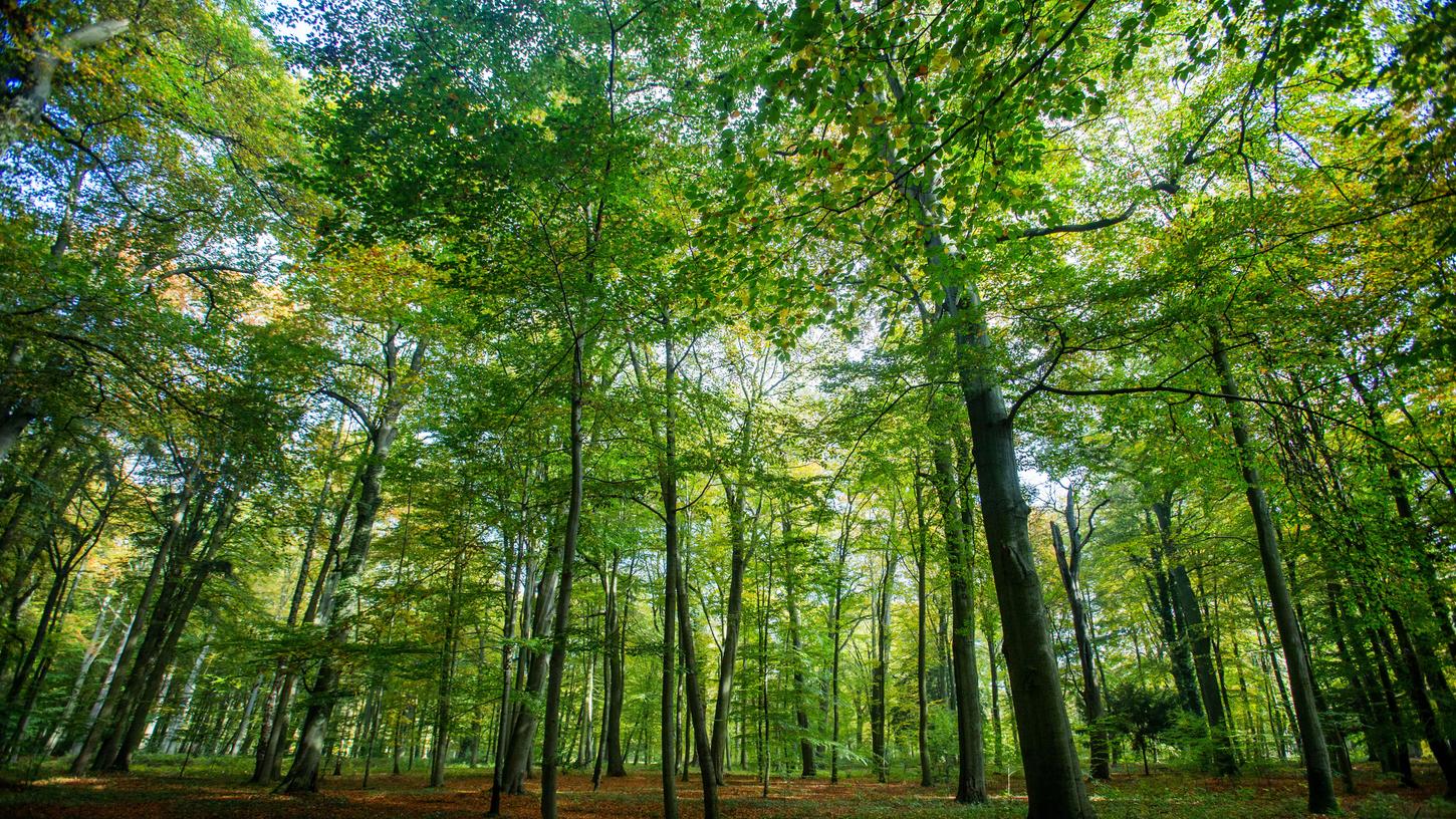 42 Hektar Wald werden von Hans Escherich bewirtschaftet. Der Wald sei seine Medizin, sagte der 78-Jährige während der Exkursion.
42 Hektar Wald werden von Hans Escherich bewirtschaftet. Der Wald sei seine Medizin, sagte der 78-Jährige während der Exkursion.