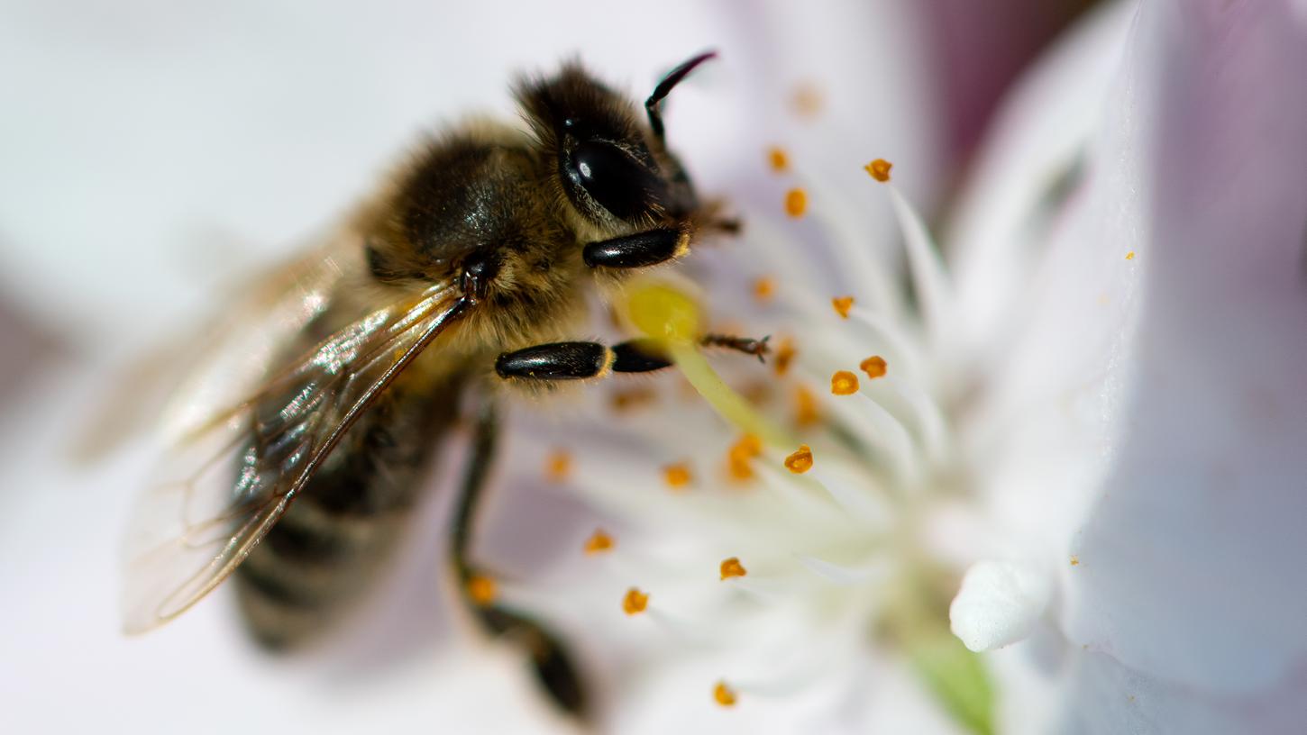 Sieg für die Bienen: Die Koalition will mit einem großen "Versöhnungsgesetz" für mehr Artenschutz in Bayern sorgen.