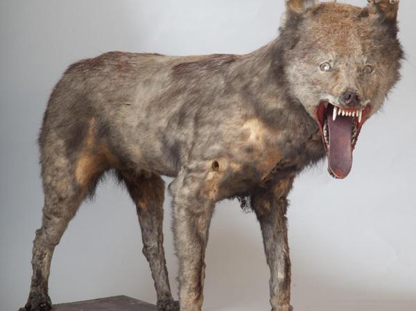 Der (eigentlich) letzte Wolf in Erlangen steht im Museum 