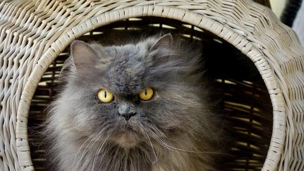 Die populäre Langhaarkatze wird monatlich 55.900 mal gesucht.