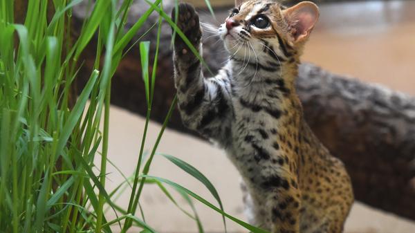 Diese freundliche und lebhafte Art wird 159.300 mal pro Monat gesucht.